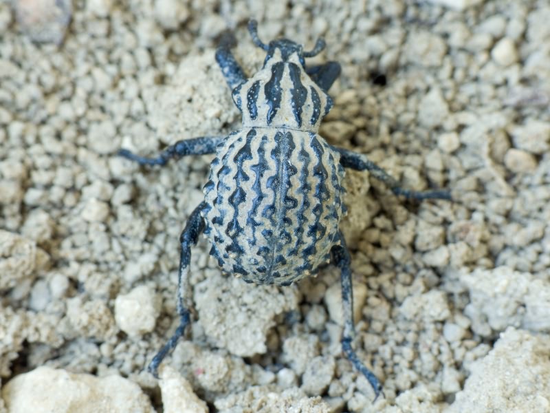 Brachycerus sinuatus Olivier, 1807